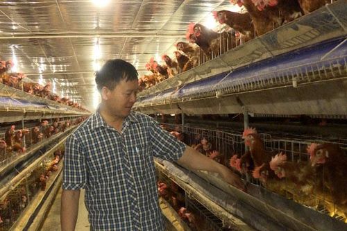 Quỹ Hỗ trợ nông dân: Kênh tín dụng thiết thực của nhà nông