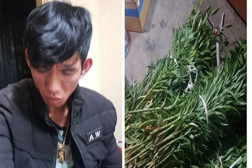 Lâm Đồng: 'Hoa tặc' gây ra hàng loạt vụ trộm ở Đà Lạt bị sa lưới