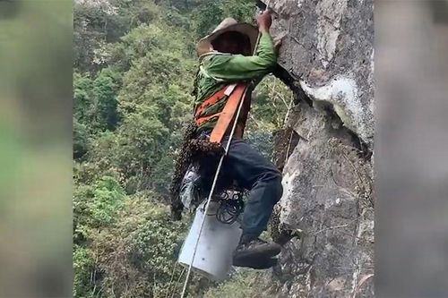 Treo mình trên vách đá lấy mật ong