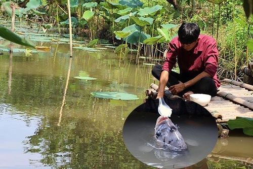 Đút từng thìa cơm cho đàn cá ăn, tiết lộ bí mật từ thời ông truyền lại