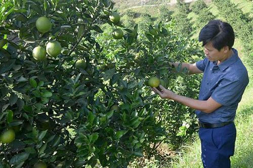 Mường Ảng trồng cây ăn quả theo hướng VietGAP