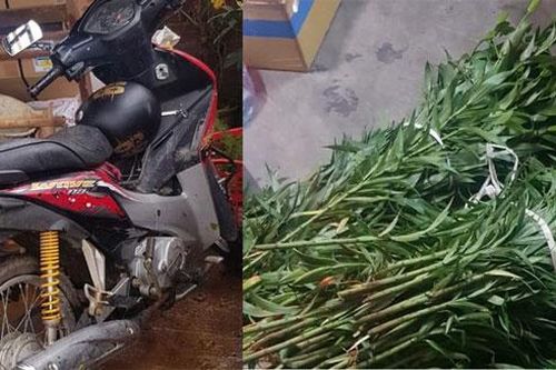 Bắt thanh niên liên tục cắt trộm Lily