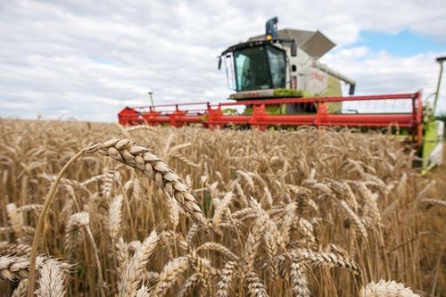 Giá các loại nông sản chủ chốt có xu hướng giảm trong tuần này