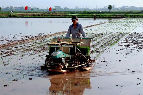 Nhiều khó khăn trong cấy lúa bằng máy