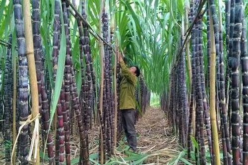 Hỗ trợ ngành mía đường vượt khó