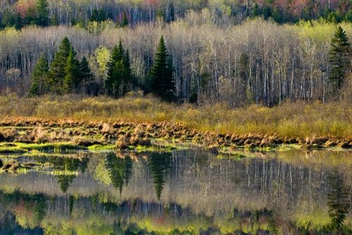 Tiếng kêu bí ẩn trong rừng Canada