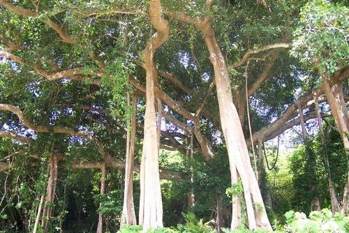 Bảo tồn Cây Di sản dựa vào sức mạnh của cộng đồng
