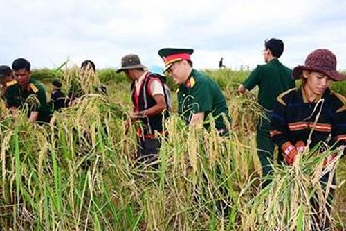 Công ty 75 giúp bà con dân tộc thiểu số thu hoạch lúa xen canh