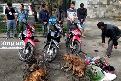 Xóa ổ nhóm 'câu chó'
