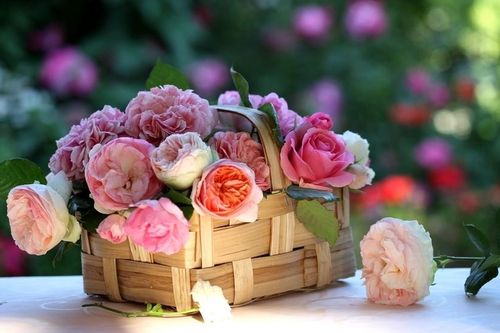 Tử vi tuần mới 8/11 - 24/11: Tuổi Tỵ đào hoa rực rỡ, tuổi Tuất thăng tiến bất ngờ