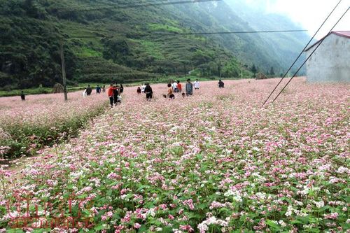 Khai mạc lễ hội hoa tam giác mạch 'Sắc hồng Cao nguyên đá'