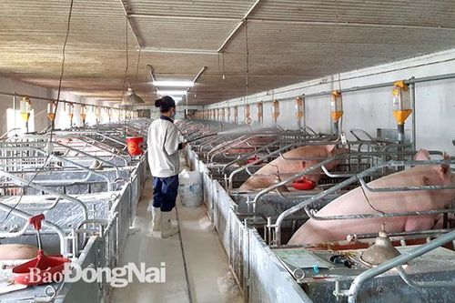 Người tiên phong nuôi heo giống công nghệ cao