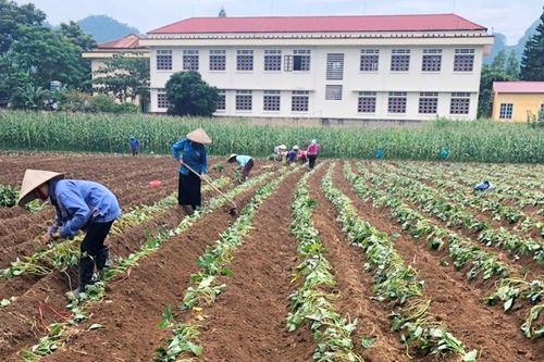 Văn Bàn phấn đấu trồng gần 1.900 ha cây vụ đông