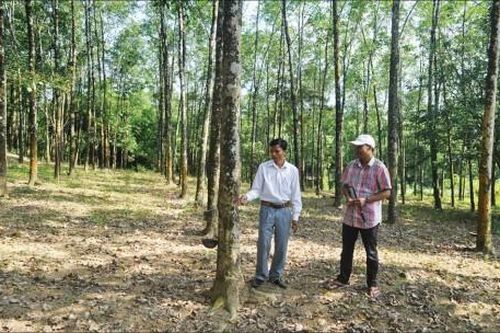 Chính trị - Xã hội An sinh xã hội Vận động người dân giữ cây cao su