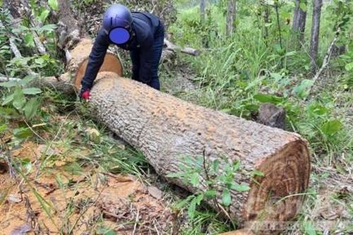 Rừn biên giới Gia Lai bị 'xẻ thịt'