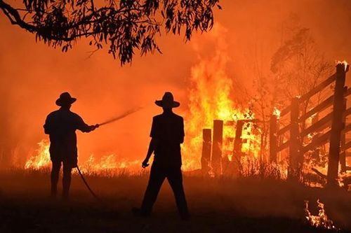 Lỡ tay đốt hơn 1 triệu héc-ta rừng vì bảo vệ trại cần sa ở Australia