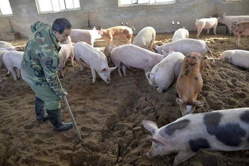 Các địa phương ở tỉnh Hưng Yên công bố hết dịch tả lợn châu Phi