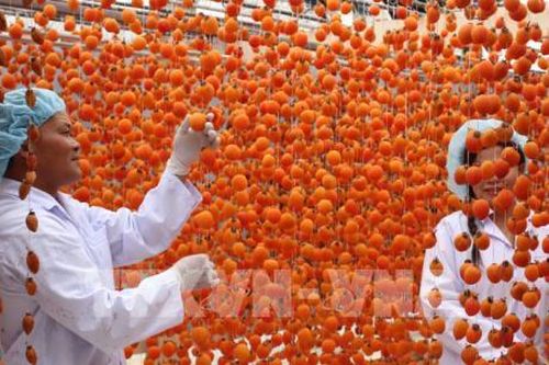 Hồi sinh nghề hồng sấy gió