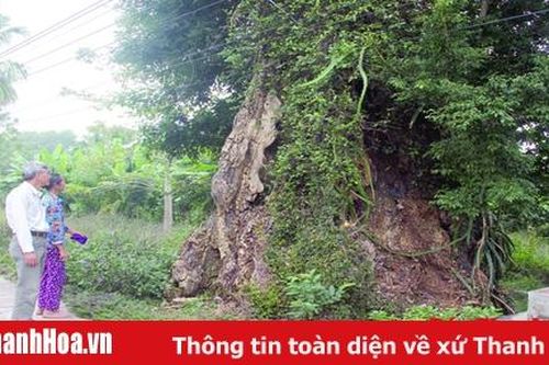 Bài 1: 'Hồn làng' trút lá, người dân nuối tiếc khôn nguôi