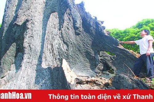Bài 2: Do thiên nhiên hay con người vô tình 'bức tử'?
