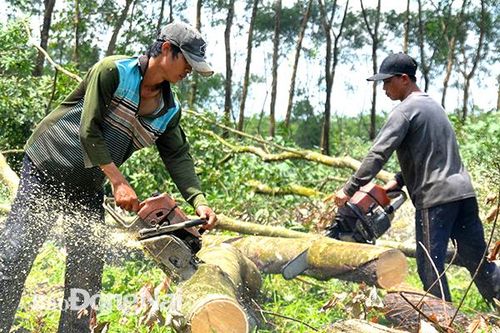 Hoàn tất kiểm đếm diện tích đất cao su