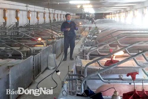 Tăng cường phòng, chống dịch trên gia súc, gia cầm
