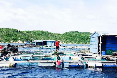 Sẽ mở rộng vùng nuôi biển ở Vạn Ninh