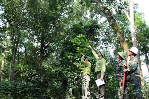 Hiệu quả công tác bảo vệ rừng ở Bát Xát