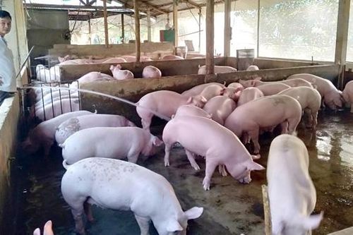 Giá lợn tăng chóng mặt, người chăn nuôi thận trọng khi tái đàn