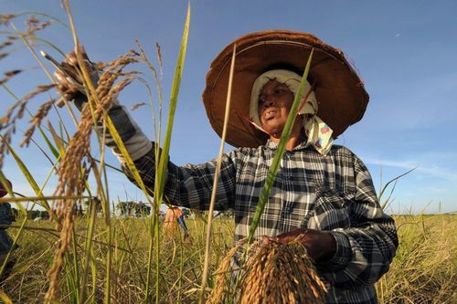 Gạo Thái Lan vật vã trong cơn khủng hoảng