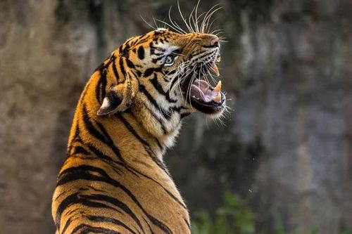 Hổ vồ chết người trong vườn cà phê ở Indonesia
