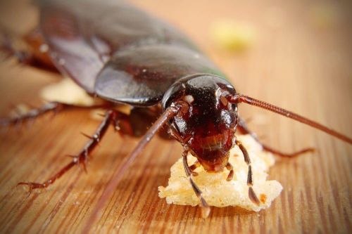 Con người có thể dùng sữa gián thay cho sữa bò