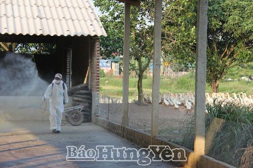 Hưng Yên công bố hết dịch tả lợn châu Phi