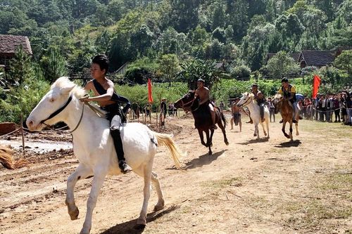 Ngựa không yên tung vó trên cao nguyên