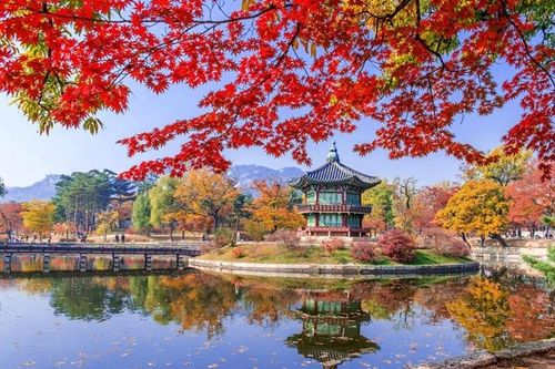 Đừng bỏ lỡ những loài hoa gõ cửa mùa đông Nhật - Hàn - Đài