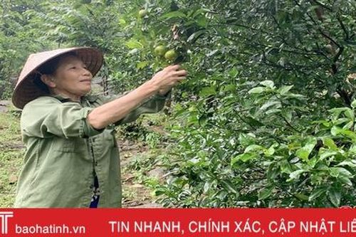 Quýt khốp mất mùa, dân Kỳ Thượng đỏ mắt tìm