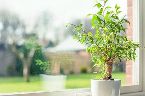 Mẹo phong thủy đơn giản nhưng mang lại may mắn không ngờ
