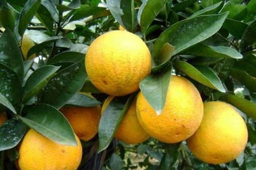 Đưa hàng Việt lên sàn thương mại điện tử: Làm gì để thành công?