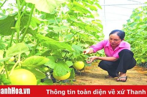 Nông nghiệp công nghệ cao ở huyện Hoằng Hóa – chuyện những người tiên phong