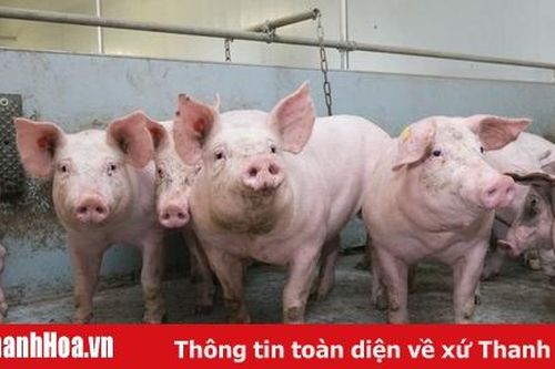 Triển khai các giải pháp phòng, chống dịch bệnh gia súc, gia cầm vụ đông xuân