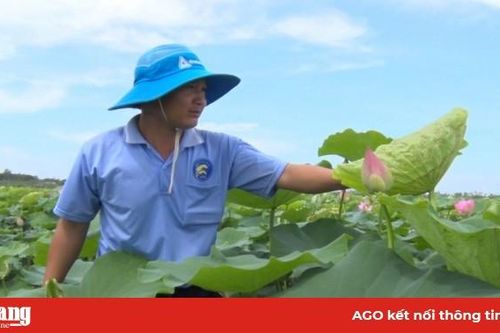 Trồng sen trên đất ruộng