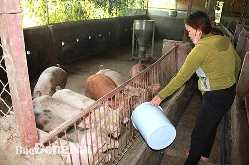 Tìm cách 'hạ nhiệt' cho 'cơn sốt giá' heo hơi