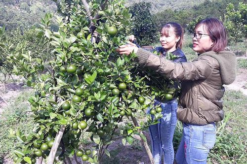 Đất cằn cho quả ngọt