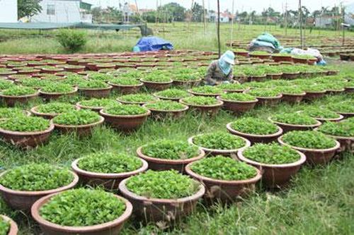 Hội Nông dân TP. Nha Trang: Giải ngân 300 triệu đồng vay vốn trồng hoa, cây cảnh