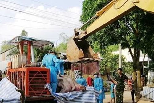 Bắt giữ hơn 3,7 tấn lợn nhập lậu từ Campuchia về Việt Nam
