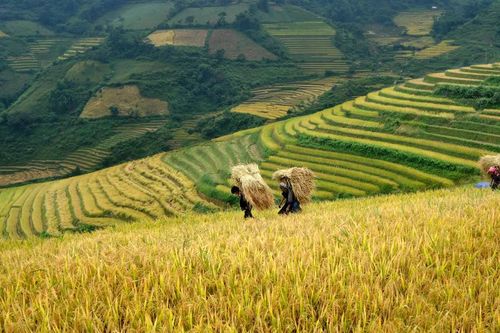 Đặt mục tiêu thu nhập của người dân tộc thiểu số bằng ½ bình quân chung cả nước