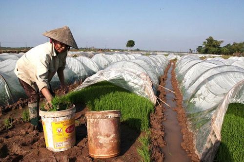 Toàn thành phố gieo trồng 23.644,8ha cây vụ đông 2019