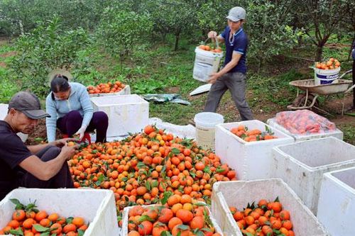 Thực hiện đánh giá, phân hạng sản phẩm OCOP năm 2019