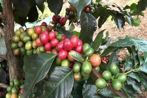 Tăng thu nhập từ cây cà phê