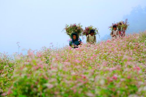 Hà Giang rực rỡ mùa hoa tam giác mạch